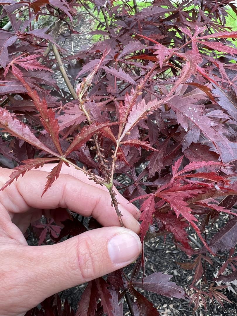 A population of aphids will grow exponentially during optimal conditions and without natural predatory enemies. Aphids cause severe damage to new twigs and leaves during the spring months. 